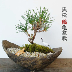 松の人工盆栽【ヴィンテージ】化粧砂付き！鶴・亀【ジャンク品/未清掃】昭和レトロ お好きな化粧砂からお選びください。縁起物【黒松盆栽 くらま鉢 鶴亀