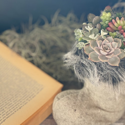 澄んだリース』寄せ植えセット 多肉植物 多肉寄せ植え 多肉植物 はっぺ