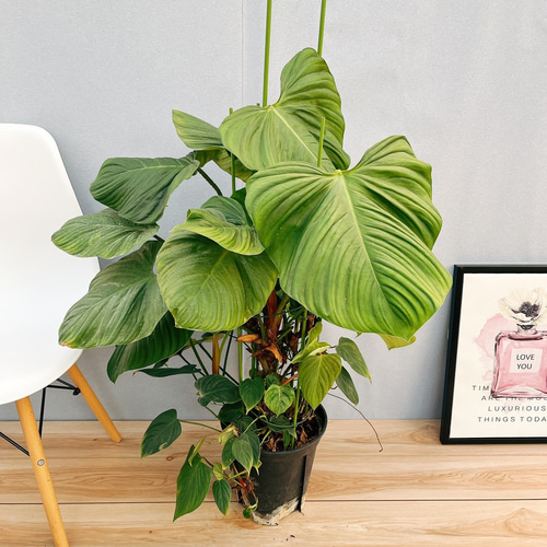 現品］フィロデンドロン ナンガリテンス 8号 観葉植物 室内 大型 