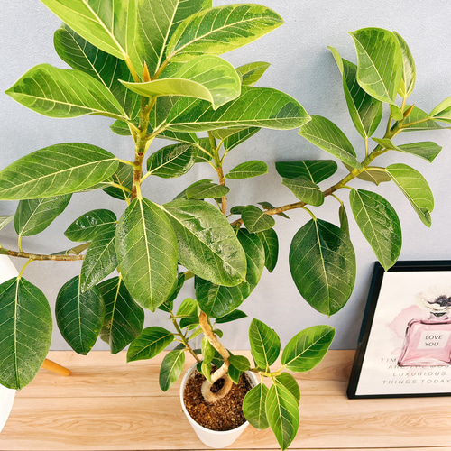 現品］R3 フィカス アルテシマ 曲がり 7号 観葉植物 室内 ゴムの