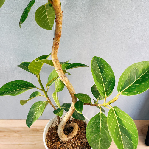 現品］R3 フィカス アルテシマ 曲がり 7号 観葉植物 室内 ゴムの