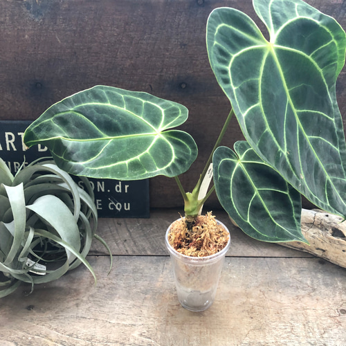 その他観葉植物 Anthurium Regale Anthurium regale aff. を育てる。