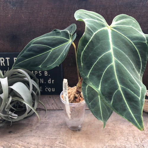 中サイズ♡アンスリウム レガレ Anthurium 'Regale' 観葉植物 アート