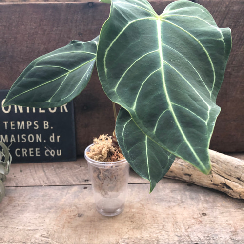 中サイズ♡アンスリウム レガレ Anthurium 'Regale' 観葉植物 人