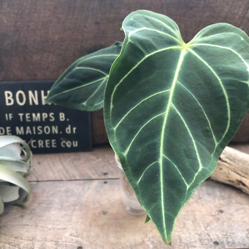 中サイズ♡アンスリウム レガレ Anthurium 'Regale' 観葉植物 アート