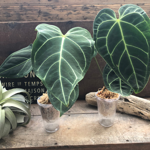 Anthurium regale light アンスリウムレガレライト アンスリウム レガレ Anthurium 'Regale' 観葉植物 アート