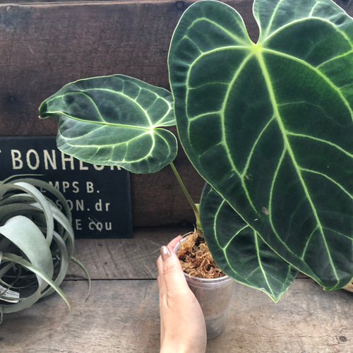 中サイズ♡アンスリウム レガレ Anthurium 'Regale' 観葉植物 アート