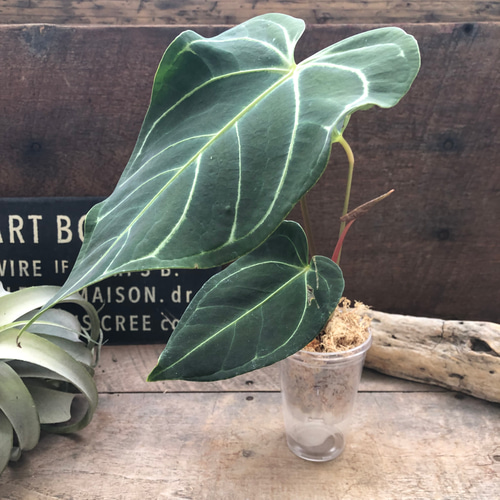 195 regare レガレ アンスリウム Anthurium 195 regare レガレ