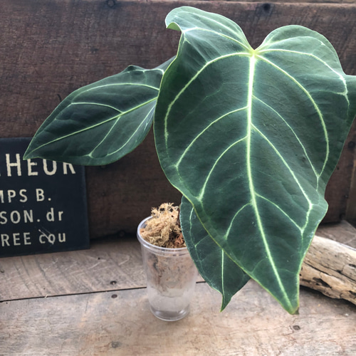 中サイズ♡アンスリウム レガレ Anthurium 'Regale' 観葉植物 アート