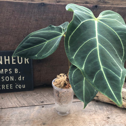 中サイズ♡アンスリウム レガレ Anthurium 'Regale' 観葉植物