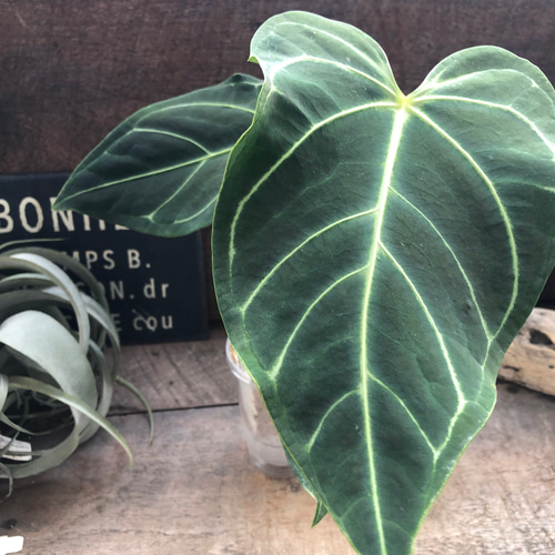 中サイズ♡アンスリウム レガレ Anthurium 'Regale' 観葉植物