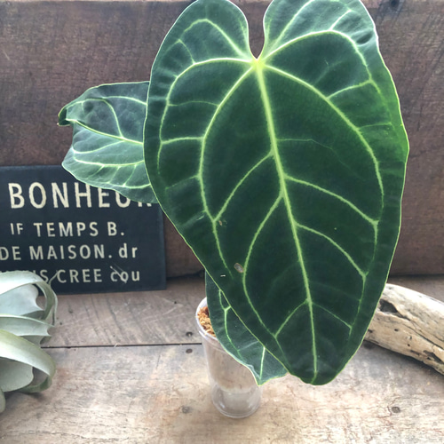 その他観葉植物 Anthurium regale アンスリウム レガレ(コロンビア/ペルー) 「Anthurium regale
