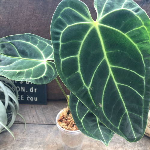 中サイズ♡アンスリウム レガレ Anthurium 'Regale' 観葉植物 アート