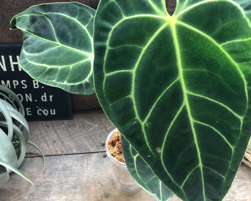 Anthurium regale アンスリウムレガレ a3474b5e8131df4e5913e527cf2277