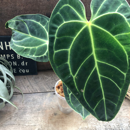 中サイズ♡アンスリウム レガレ Anthurium 'Regale' 観葉植物