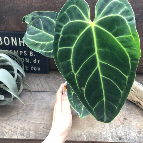 中サイズ♡アンスリウム レガレ Anthurium 'Regale' 観葉植物 アート
