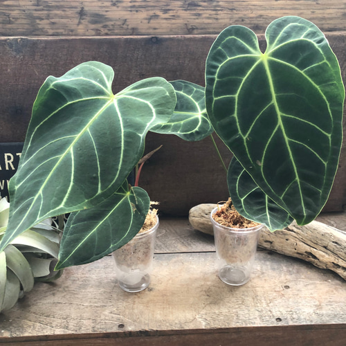 【極美株】アンスリウム・レガレ（Anthurium regale）特大リーフ 中サイズ♡アンスリウム レガレ Anthurium 'Regale' 観葉植物 アート その他観葉植物