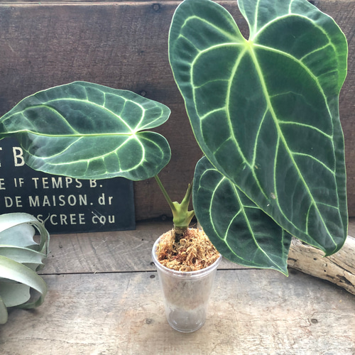 中サイズ♡アンスリウム レガレ Anthurium 'Regale' 観葉植物 アート