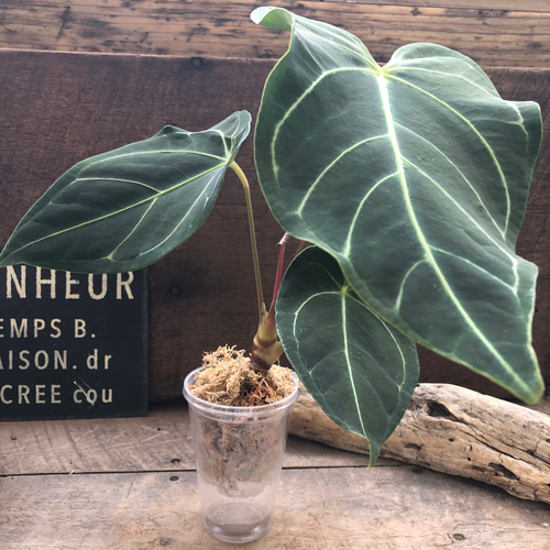 Anthurium regale light アンスリウムレガレライト AMAZON】Anthurium Regale L (アンスリウム・レガレ L 5.5号