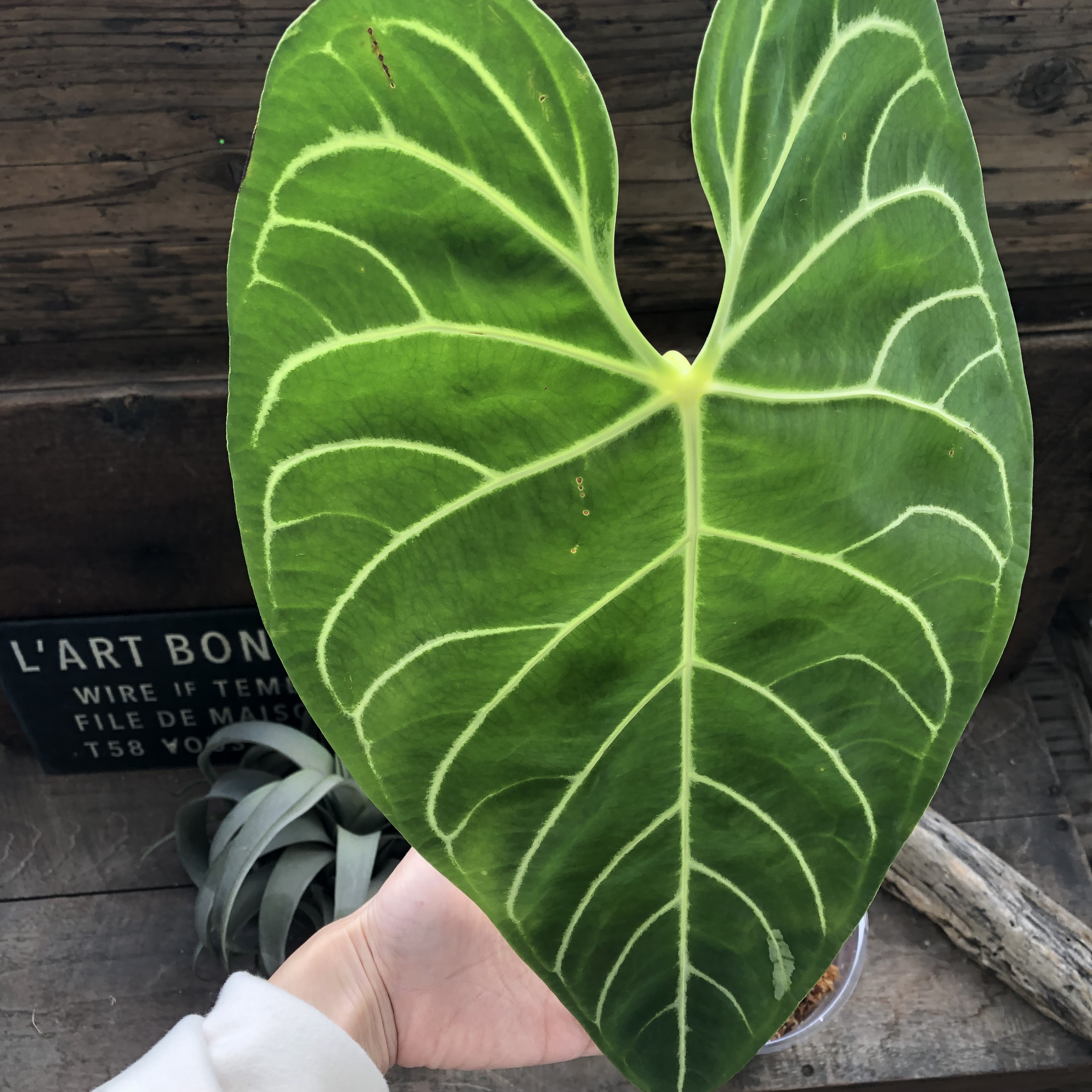 お歳暮 2025 大サイズ♡アンスリウム レガレ Anthurium 'Regale' 観葉植物 その他観葉植物