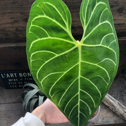 大サイズ♡アンスリウム レガレ Anthurium 'Regale' 観葉植物 アート