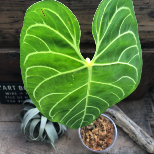 アンスリウム　レガレ　Anthurium regare アンスリウム・レガレ / Anthurium Regale㉓│観葉植物