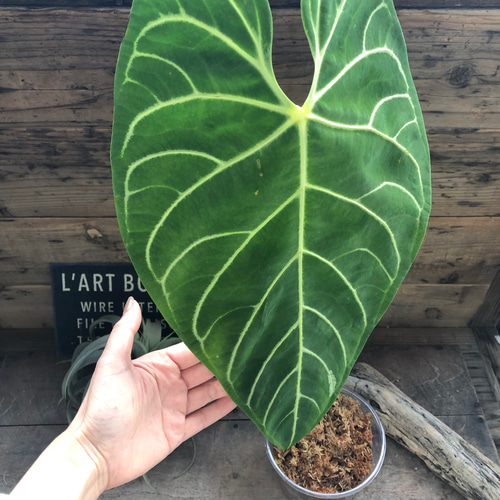 大サイズ♡アンスリウム レガレ Anthurium 'Regale' 観葉植物 アート