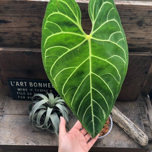 発根済み】Anthurium Regale アンスリウム レガレ 観葉植物