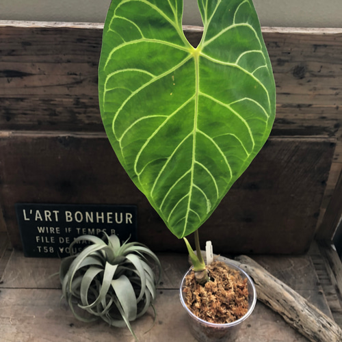 大サイズ♡アンスリウム レガレ Anthurium 'Regale' 観葉植物