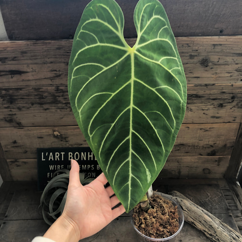 大サイズ♡アンスリウム レガレ Anthurium 'Regale' 観葉植物