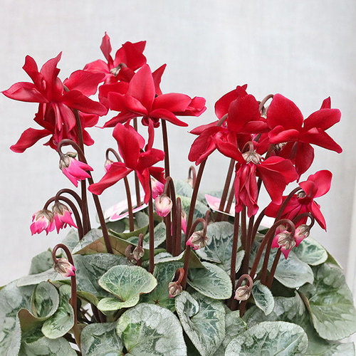 現品販売 鉢花 八重咲き シクラメン グランディエレガンス 5号 お豪華