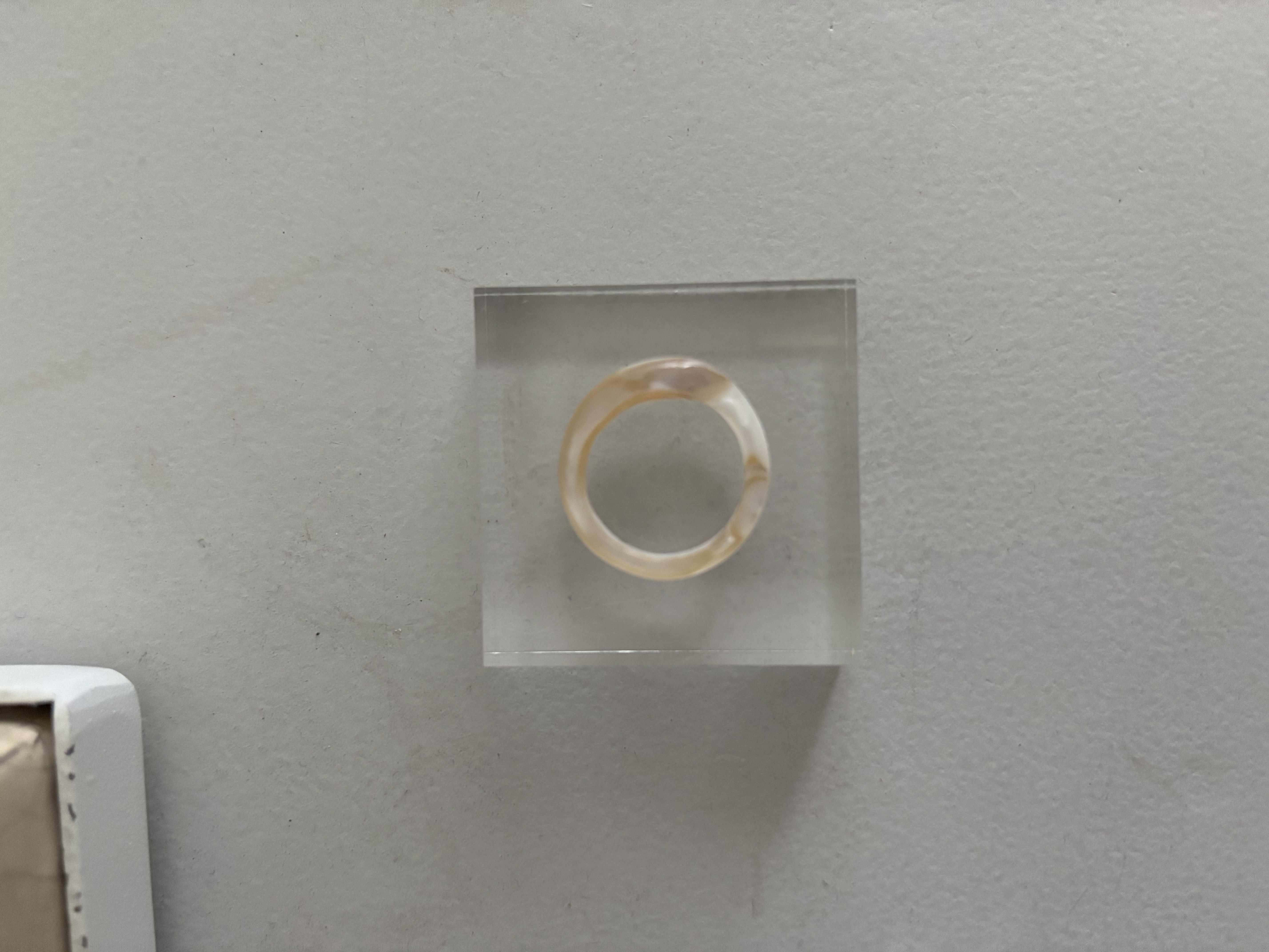 池蝶貝リング １１号