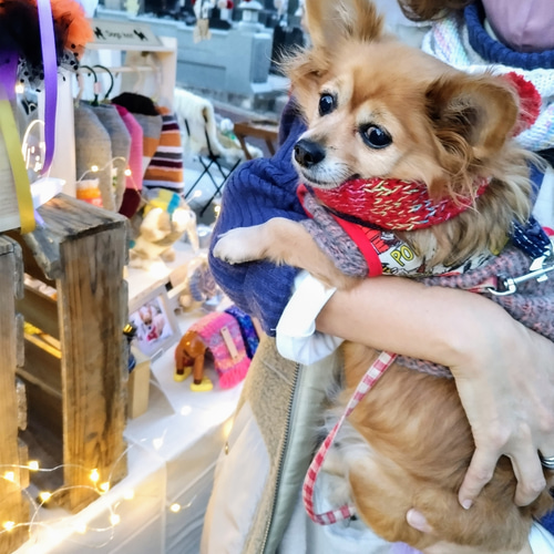 犬用ポンポンマフラー Мサイズ 本革 ダックス 豆柴 ペキニーズ ペット