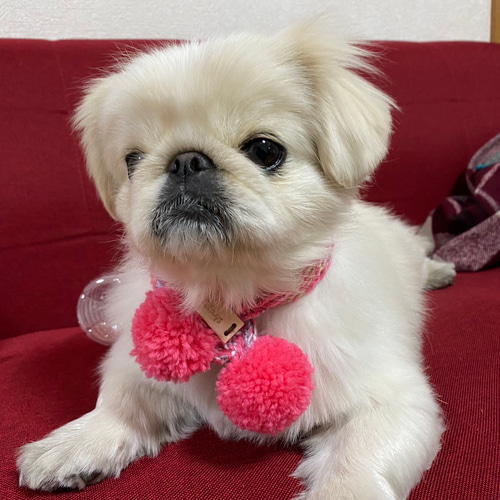 犬用ポンポンマフラー Мサイズ 本革 ダックス 豆柴 ペキニーズ ペット