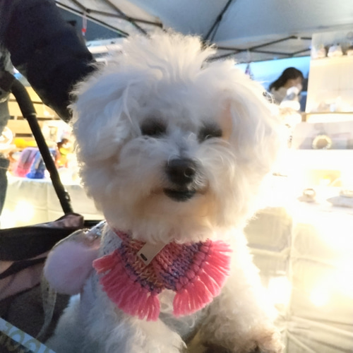 犬用ポンポンマフラー Мサイズ 本革 ダックス 豆柴 ペキニーズ ペット