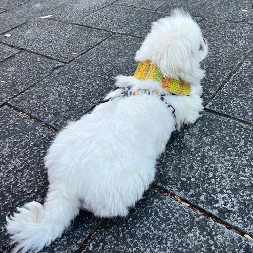 犬用ポンポンマフラー Мサイズ 本革 ダックス 豆柴 ペキニーズ ペット