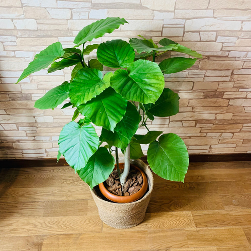 フィカス ウンベラータ 実生 インテリア 観葉植物 人気 品種 観葉植物 本物 フィカス ウンベラータ 直幹樹形 8号鉢 大型 室内