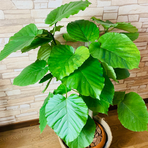 送料無料】90㎝ ハートのなる樹 フィカス 『ウンベラータ』7号