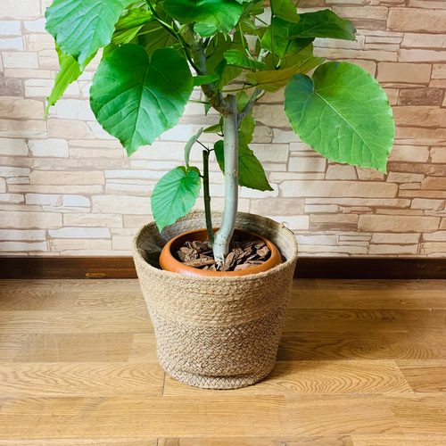 フィカス ウンベラータ 実生 インテリア 観葉植物 人気 品種 観葉植物 フィカス ウンベラータ 8号 ノーマル ラッシュ