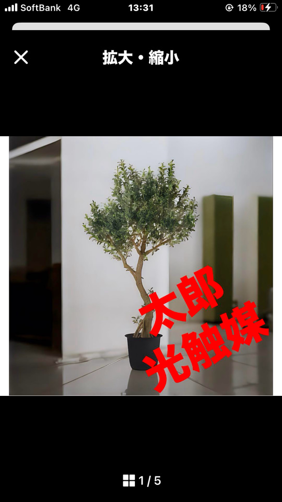 光触媒　人工観葉植物　ウォールグリーン　フェイクグリーン　オリーブ250センチ 光触媒 人工観葉植物 ウォールグリーン フェイクグリーン