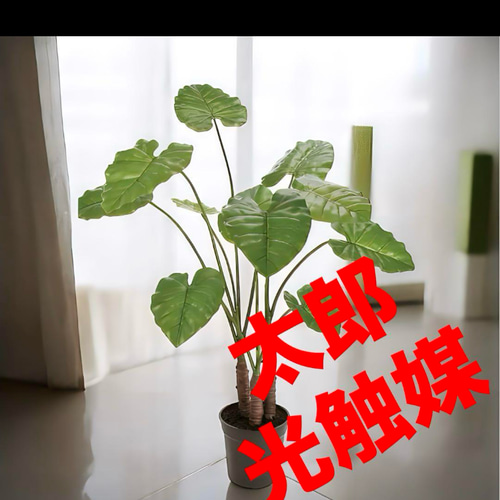 光触媒 人工観葉植物 ウォールグリーン フェイクグリーン クワズイモ 