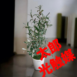 光触媒 人工観葉植物 ウォールグリーン フェイクグリーン ユーカリ高さ