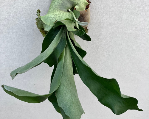 現品販売です！板付タイプのコウモリラン・ビフルカツム 現品販売です！板付タイプのコウモリラン・ビフルカツム コウモリラン