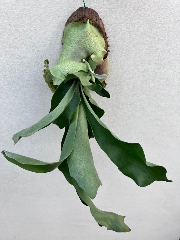 現品販売です！板付タイプのコウモリラン・ビフルカツム コウモリラン/ビフルカツム ビカクシダ 【フェゴ板付き】 観葉植物