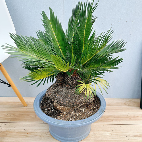 現品］【希少】獅子ソテツ 12号 蘇轍 観葉植物 大型 かっこいい