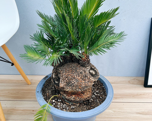 超希少　獅子ソテツ　ソテツ　蘇轍　発根確認済 429e998ab8ad059ae8862bbd079a9d
