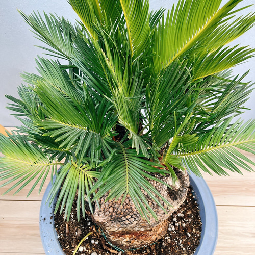 現品］【希少】獅子ソテツ 12号 蘇轍 観葉植物 大型 かっこいい
