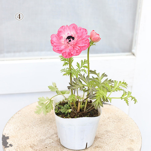 アネモネ様 専用 （858 アネモネ様専用 （既婚者クラブの口コミ・評判  