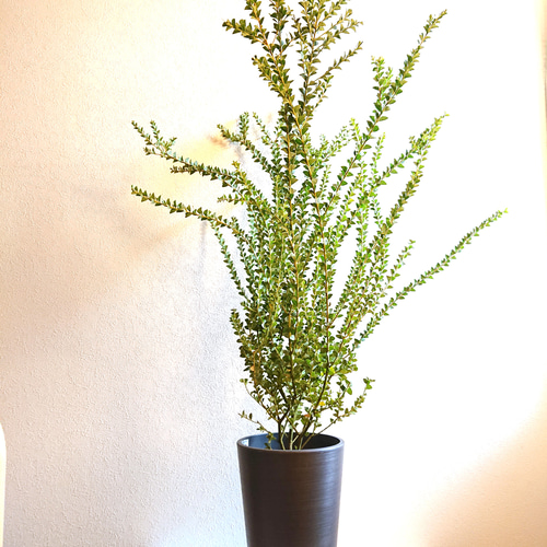 フレッシュ   三角葉アカシアリース フレッシュ 三角葉アカシアリース 【公式通販】