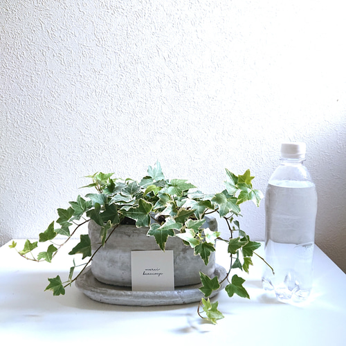英国プラスチック植木鉢14×15×73 鉢・プランター/ガーデニング